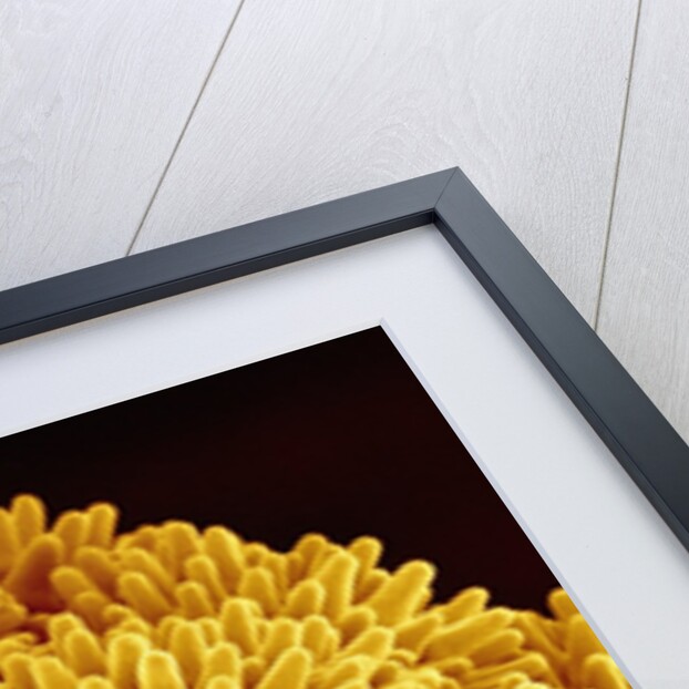 Pollen on Morning Glory Pistil by Anonymous