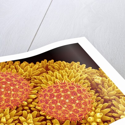 Pollen on Morning Glory Pistil by Anonymous