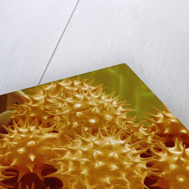 Sunflower Pollen by Anonymous