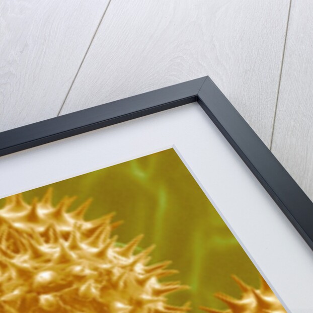 Sunflower Pollen by Anonymous