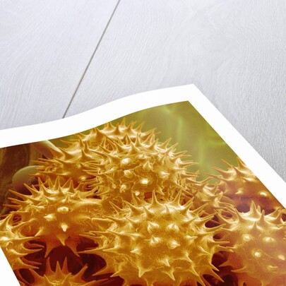 Sunflower Pollen by Anonymous
