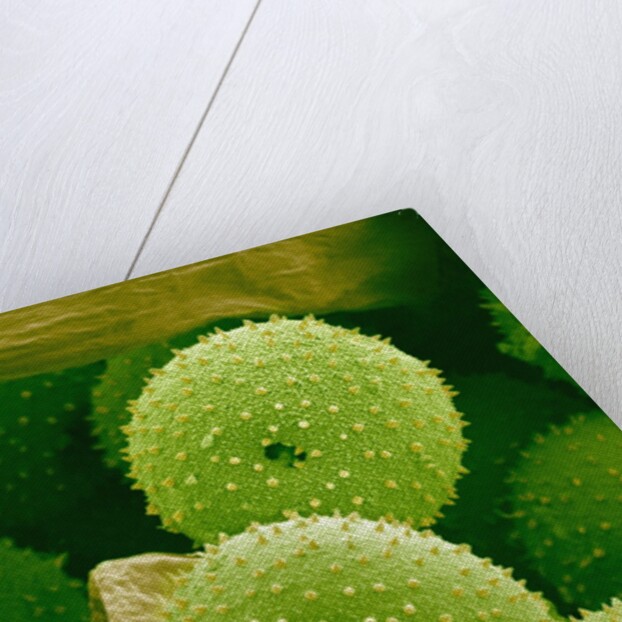 Lady Bell Plant Pollen by Anonymous