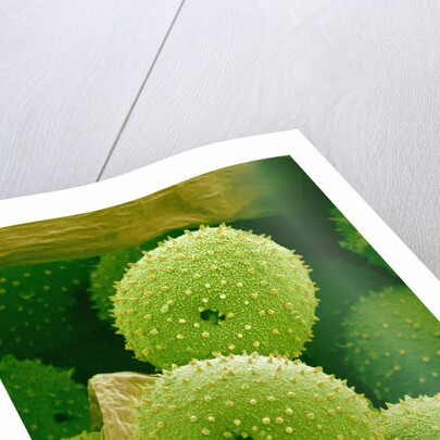 Lady Bell Plant Pollen by Anonymous