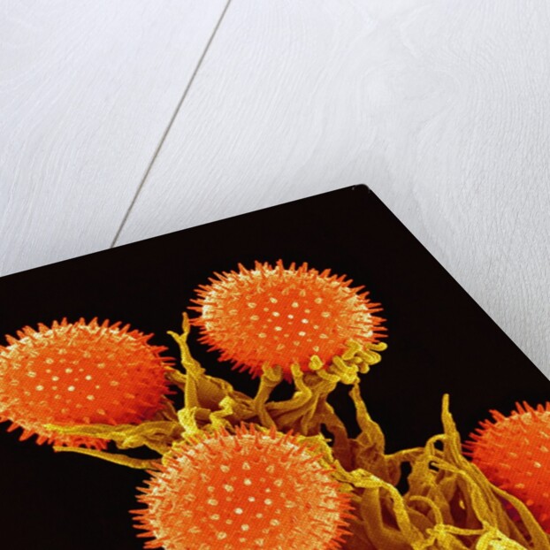 Pollen on Pistil of a Mallow Plant by Anonymous