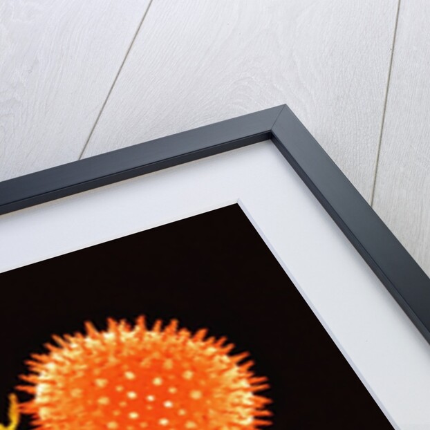 Pollen on Pistil of a Mallow Plant by Anonymous