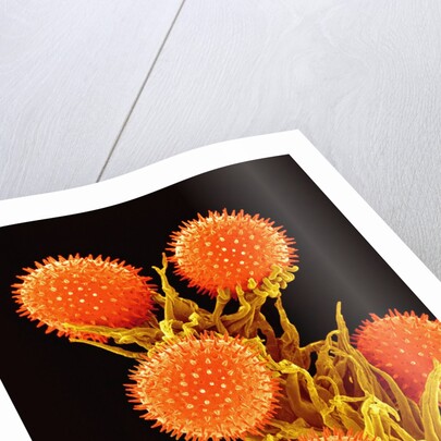 Pollen on Pistil of a Mallow Plant by Anonymous