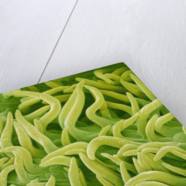 Filament of a Pieris Flower by Anonymous