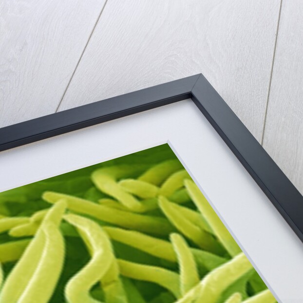 Filament of a Pieris Flower by Anonymous