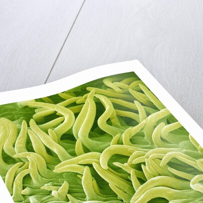 Filament of a Pieris Flower by Anonymous