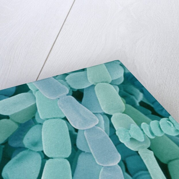 Filament of a Spider Lily Flower by Anonymous