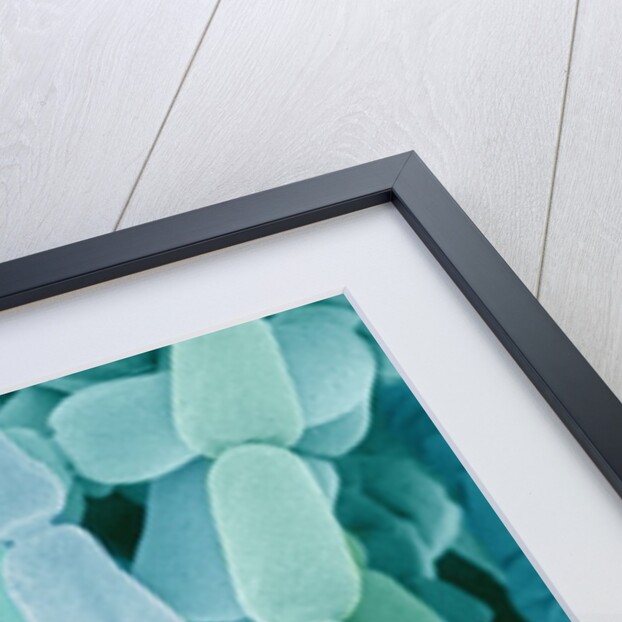 Filament of a Spider Lily Flower by Anonymous