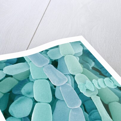 Filament of a Spider Lily Flower by Anonymous