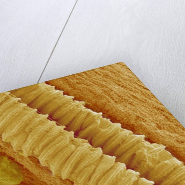 Gladiolus Pollen in Anther by Anonymous