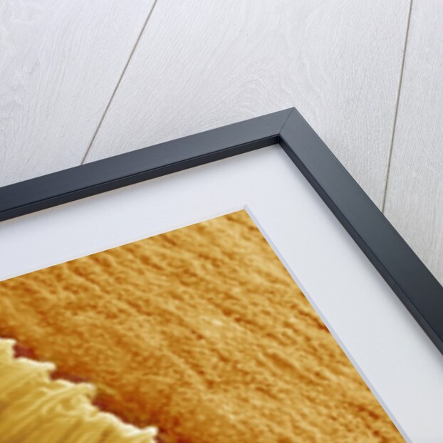 Gladiolus Pollen in Anther by Anonymous