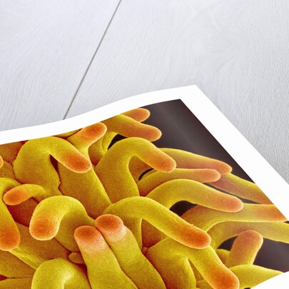 Pistil of a Chickweed Plant by Anonymous