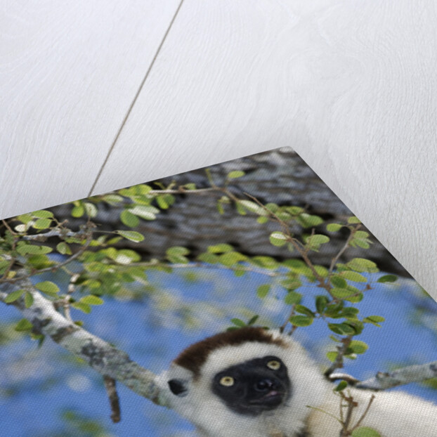 Verreaux's Sifaka by Anonymous