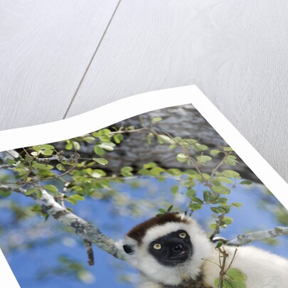 Verreaux's Sifaka by Anonymous