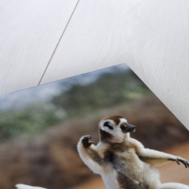 Verreaux's Sifaka by Anonymous