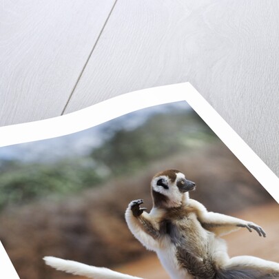 Verreaux's Sifaka by Anonymous