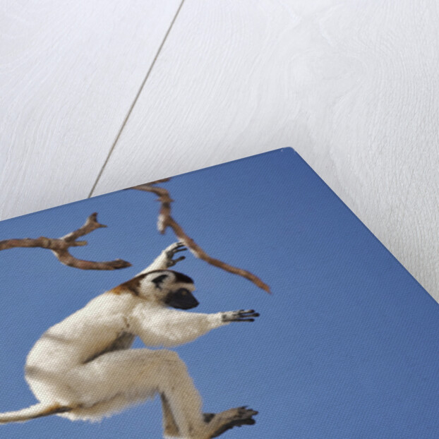Verreaux's Sifaka Leaping From Tree by Anonymous