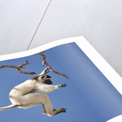 Verreaux's Sifaka Leaping From Tree by Anonymous