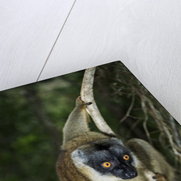Common Brown Lemur by Anonymous