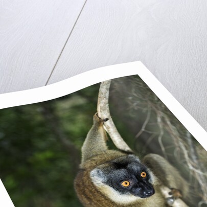 Common Brown Lemur by Anonymous