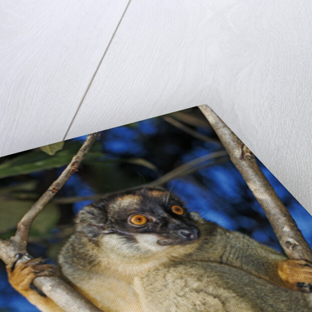 Common Brown Lemur by Anonymous