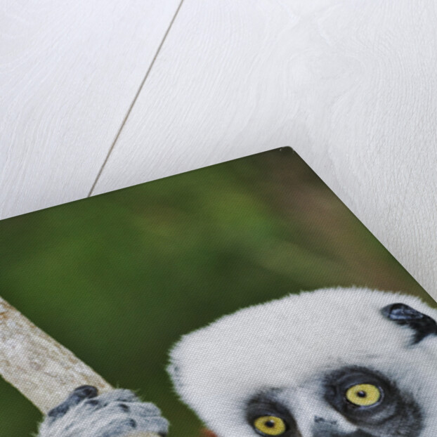 Coquerel's Sifaka by Anonymous