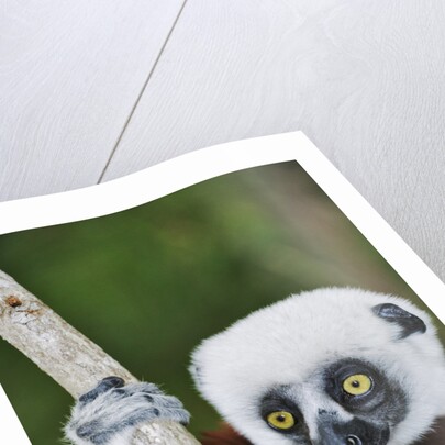 Coquerel's Sifaka by Anonymous