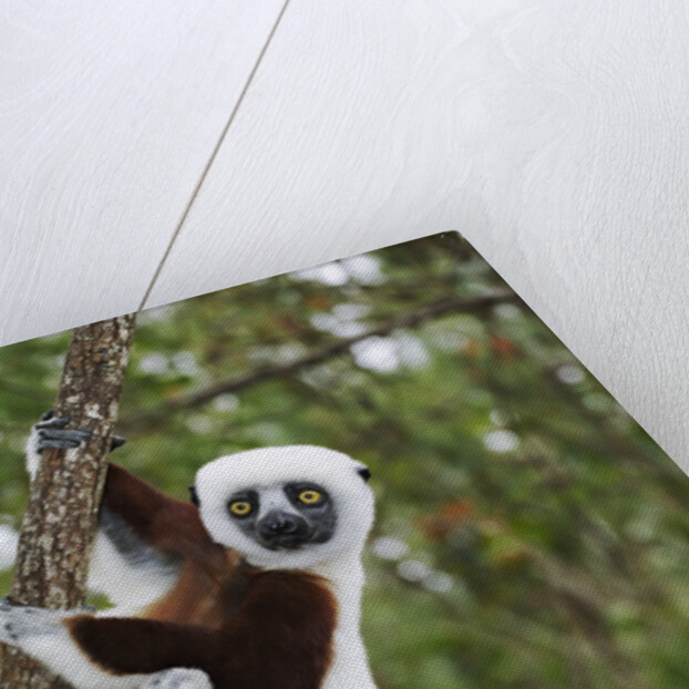 Coquerel's Sifaka by Anonymous