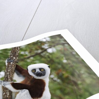 Coquerel's Sifaka by Anonymous