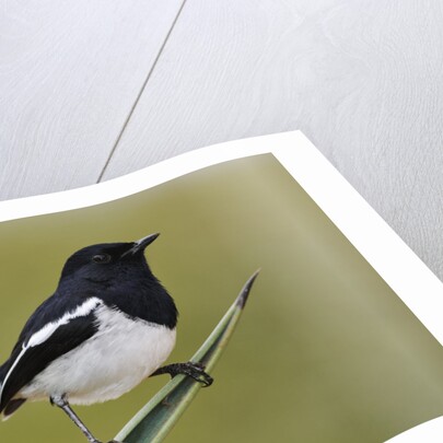 Madagascar Magpie Robin by Anonymous