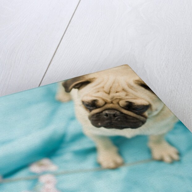 Pug on a Turquoise Blanket by Anonymous