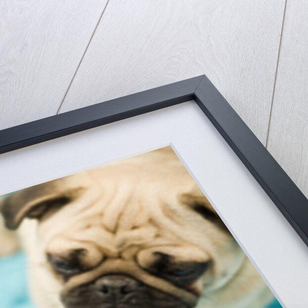 Pug on a Turquoise Blanket by Anonymous