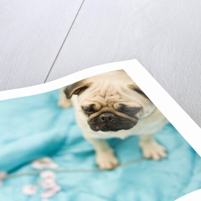 Pug on a Turquoise Blanket by Anonymous