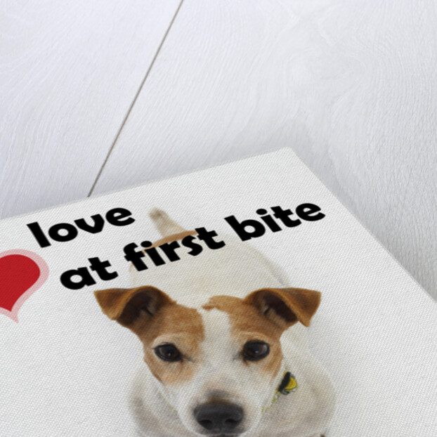 Love at First Bite by Anonymous