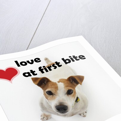 Love at First Bite by Anonymous