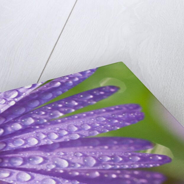 Dewdrops on Flowers by Anonymous