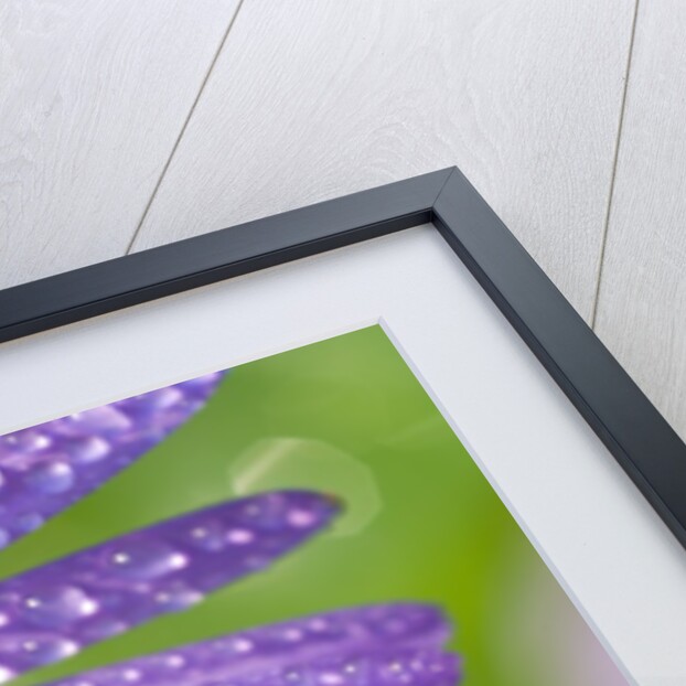 Dewdrops on Flowers by Anonymous