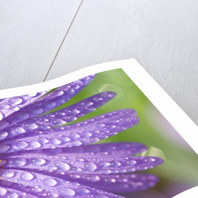 Dewdrops on Flowers by Anonymous