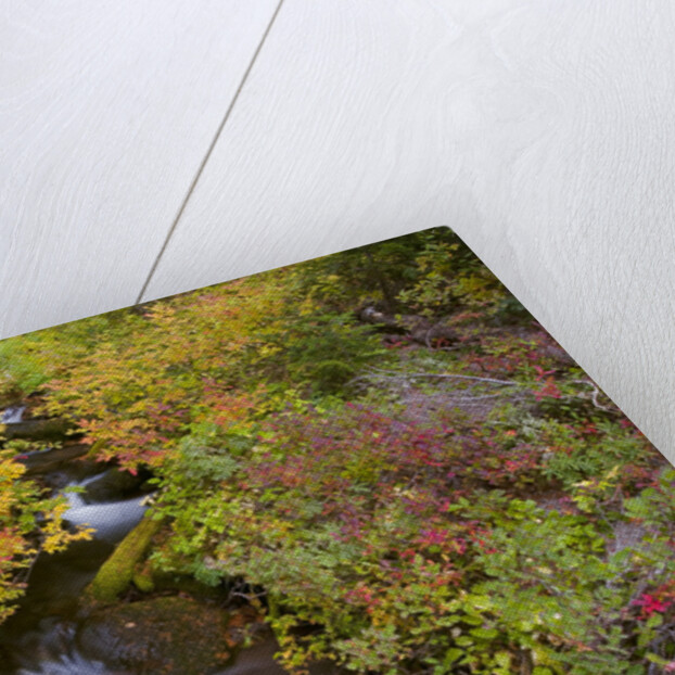 Fall Colors Along Creek by Anonymous