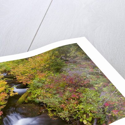 Fall Colors Along Creek by Anonymous