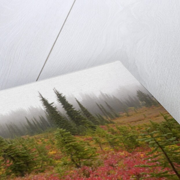 Fall Colors and Evergreen Trees in the Fog by Anonymous