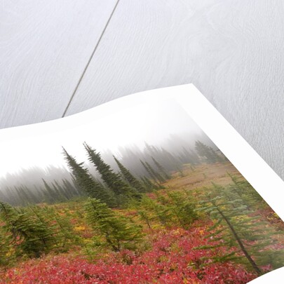 Fall Colors and Evergreen Trees in the Fog by Anonymous