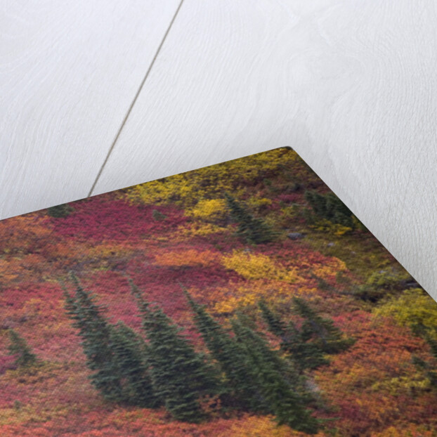Fall Colors and Evergreen Trees by Anonymous