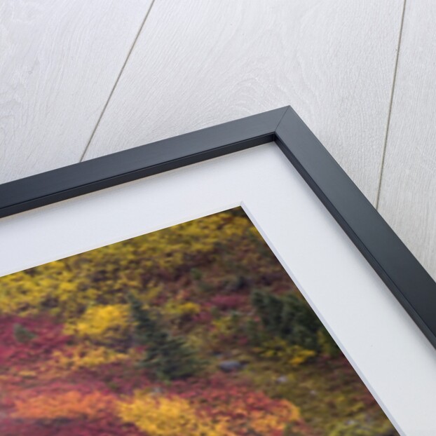 Fall Colors and Evergreen Trees by Anonymous
