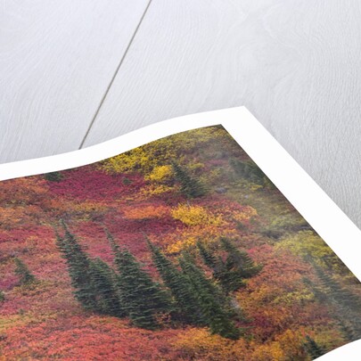 Fall Colors and Evergreen Trees by Anonymous