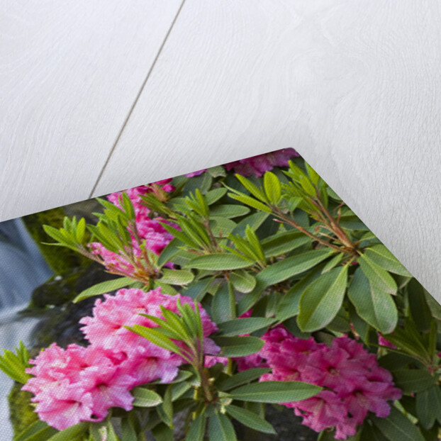 Rhododendrons Beside a Water Fall by Anonymous