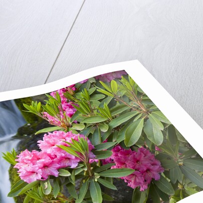 Rhododendrons Beside a Water Fall by Anonymous